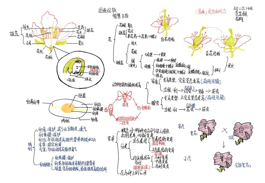 思维绽放 智慧飞扬丨初二年级开展学科思维导图竞赛