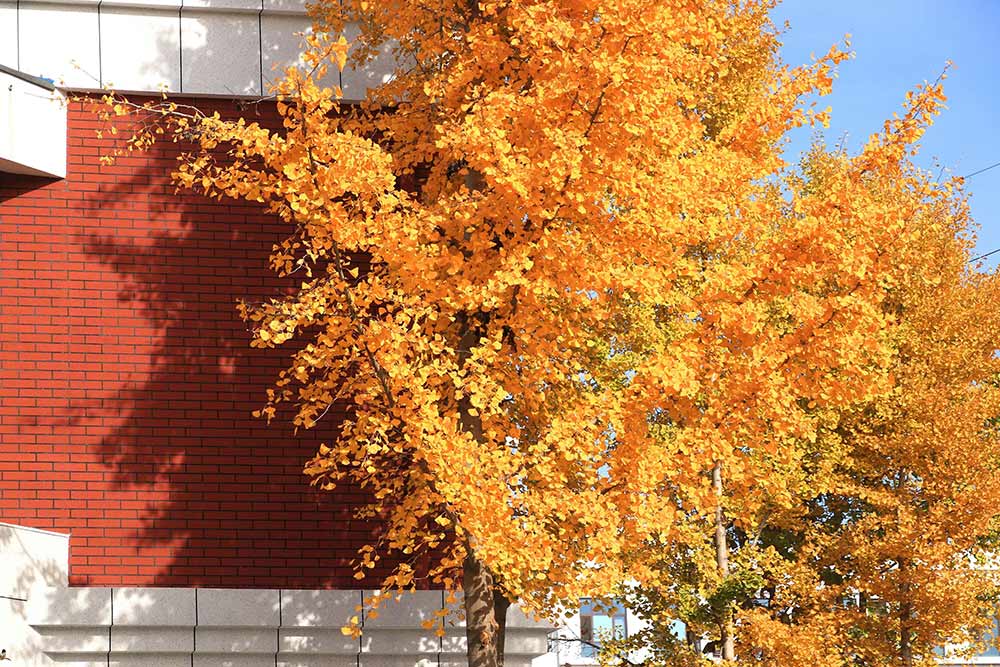 校园温度计丨刻度上的时光与热爱