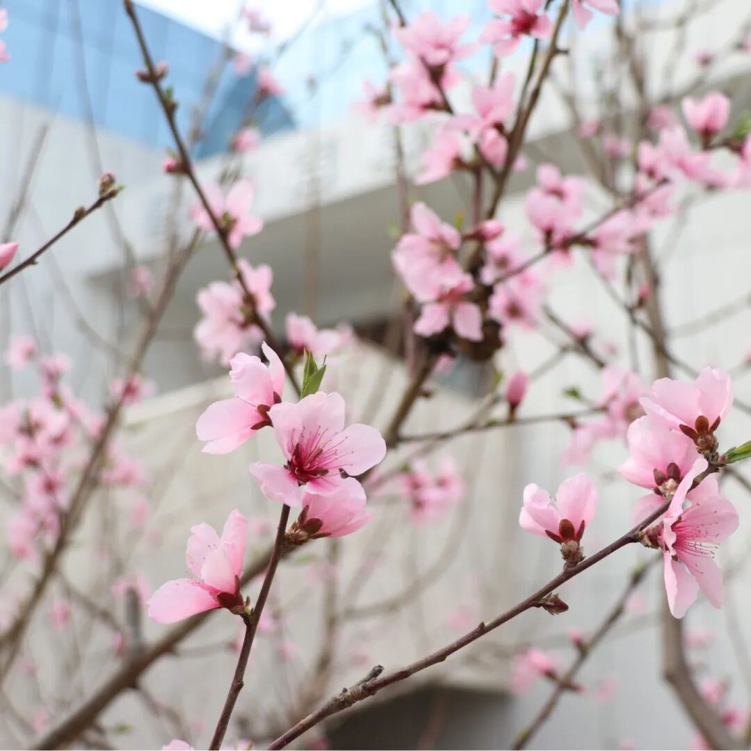 春已至,花已开丨赴一场校园的温柔之约