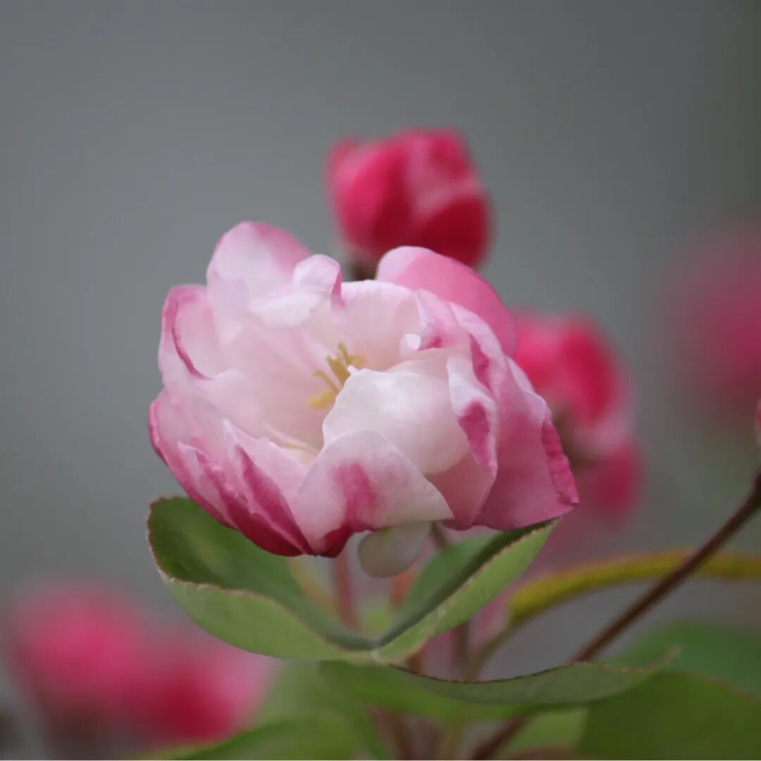 春已至,花已开丨赴一场校园的温柔之约