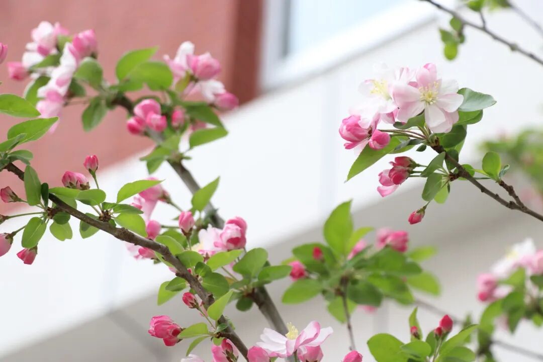 春已至,花已开丨赴一场校园的温柔之约