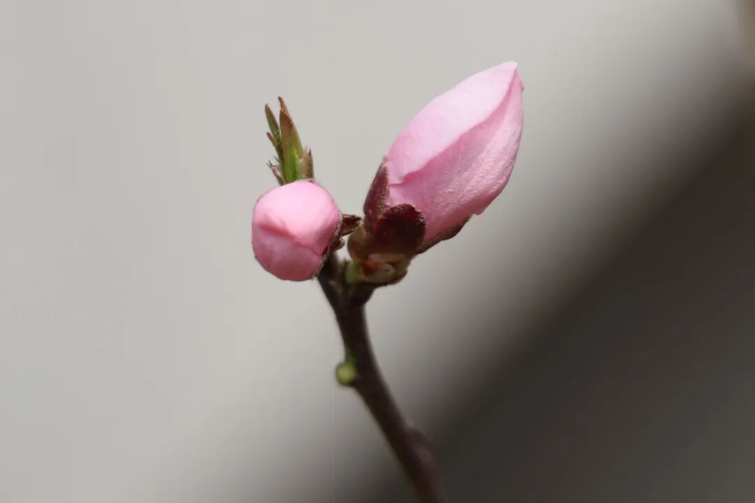 春已至,花已开丨赴一场校园的温柔之约