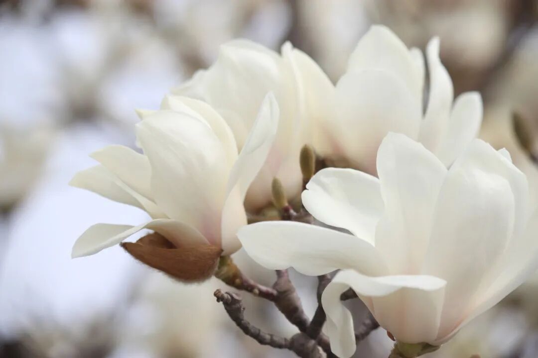 春已至,花已开丨赴一场校园的温柔之约