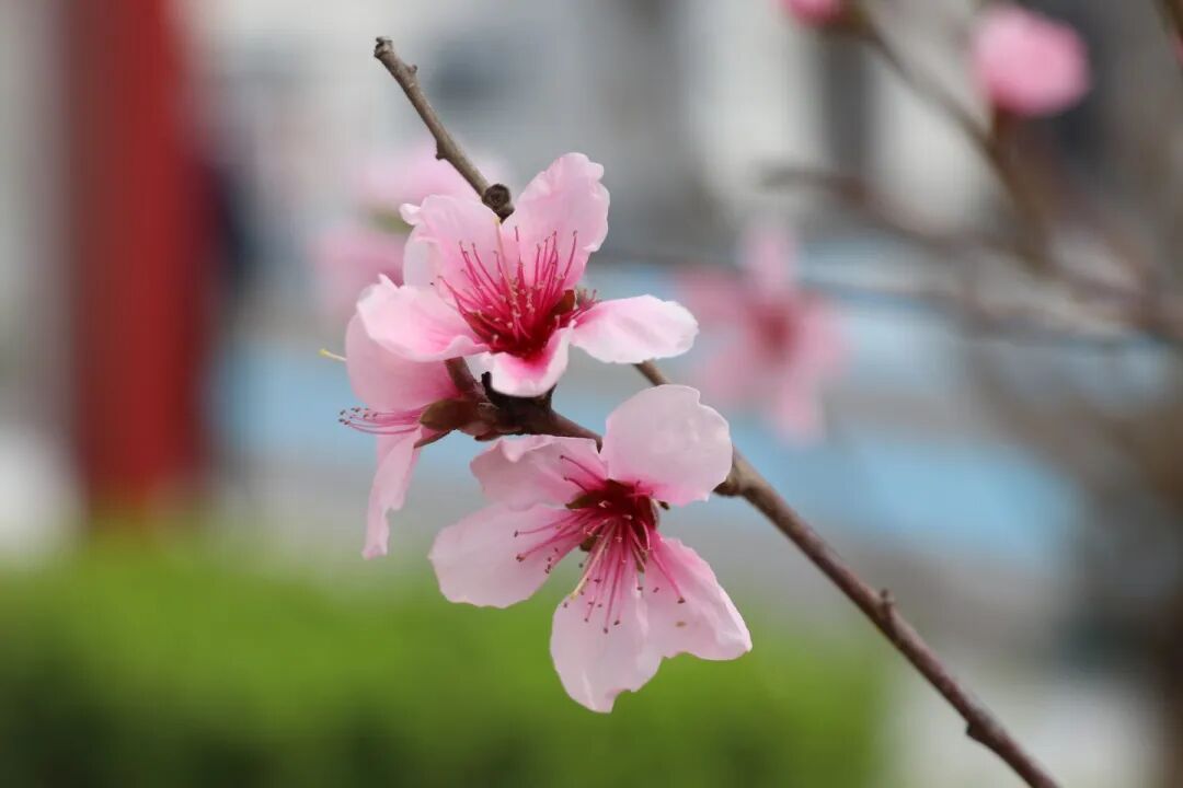 春已至,花已开丨赴一场校园的温柔之约
