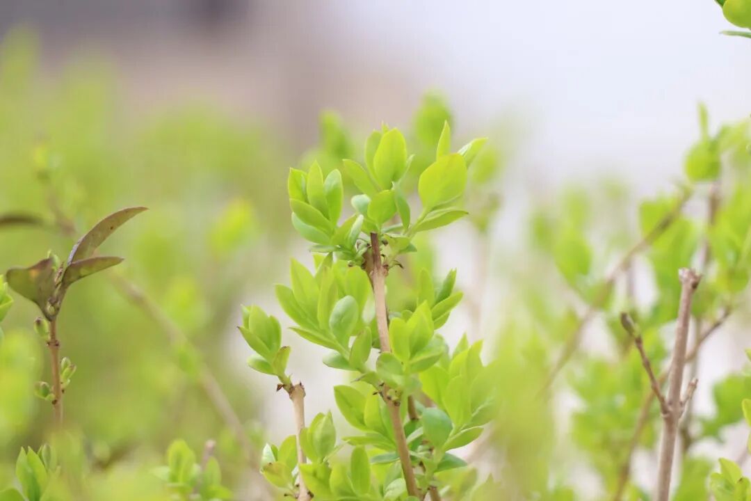 春已至,花已开丨赴一场校园的温柔之约