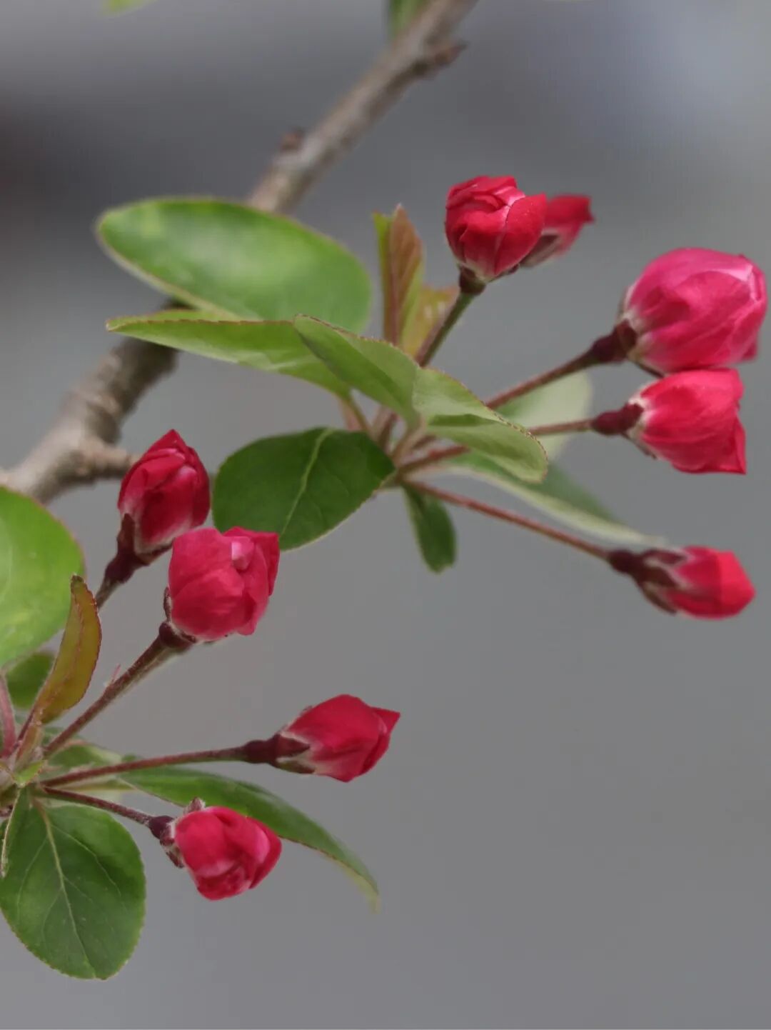 春已至,花已开丨赴一场校园的温柔之约