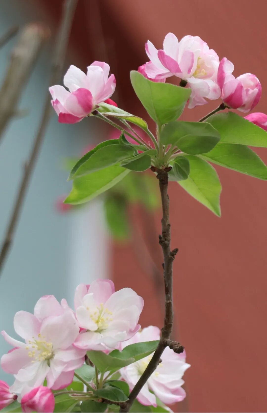 春已至,花已开丨赴一场校园的温柔之约