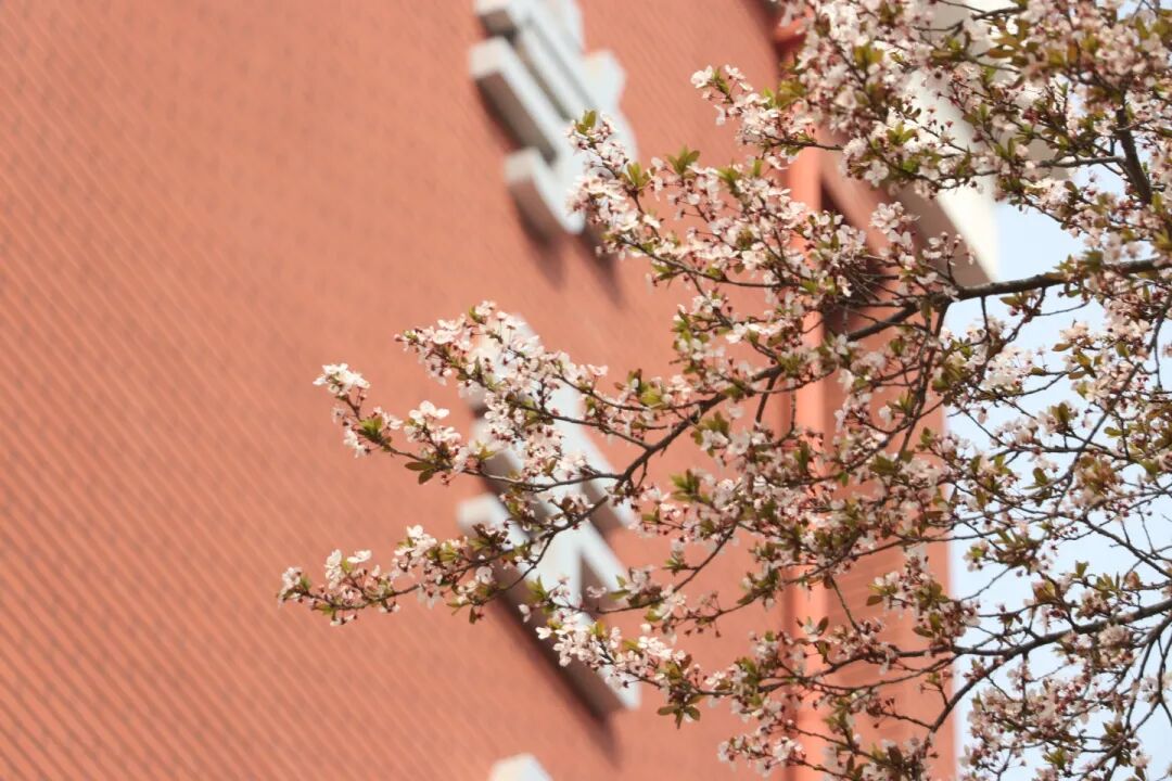 春已至,花已开丨赴一场校园的温柔之约