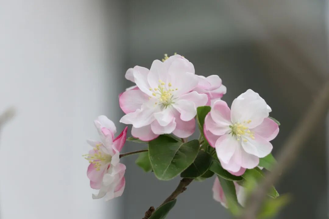 春已至,花已开丨赴一场校园的温柔之约