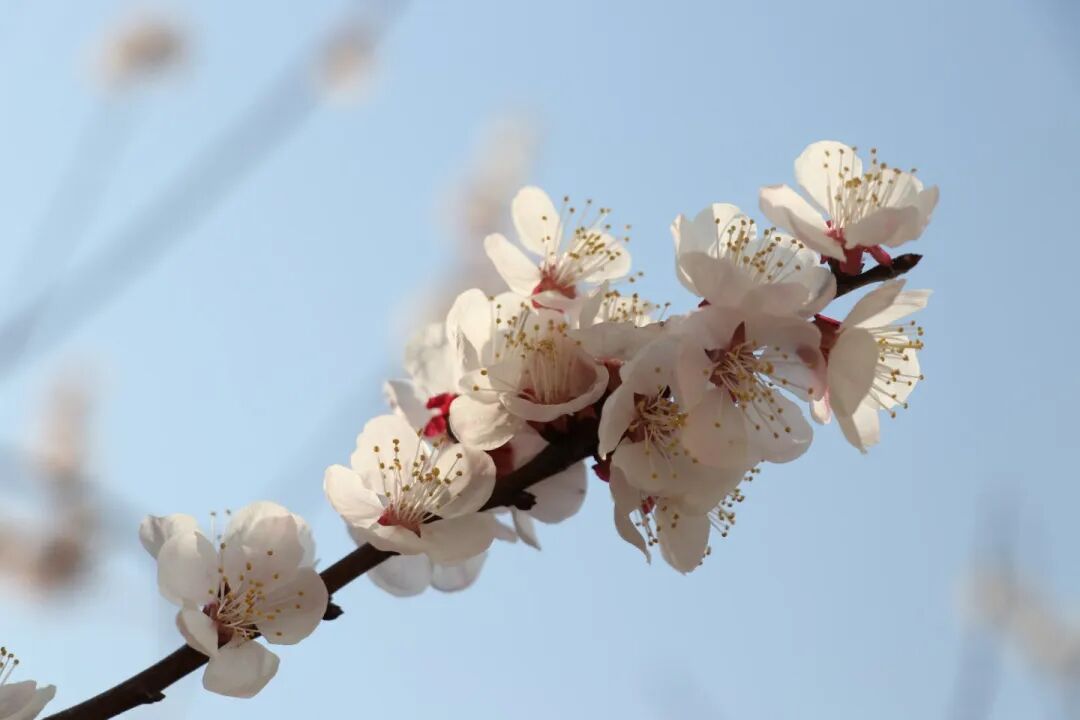 春已至,花已开丨赴一场校园的温柔之约