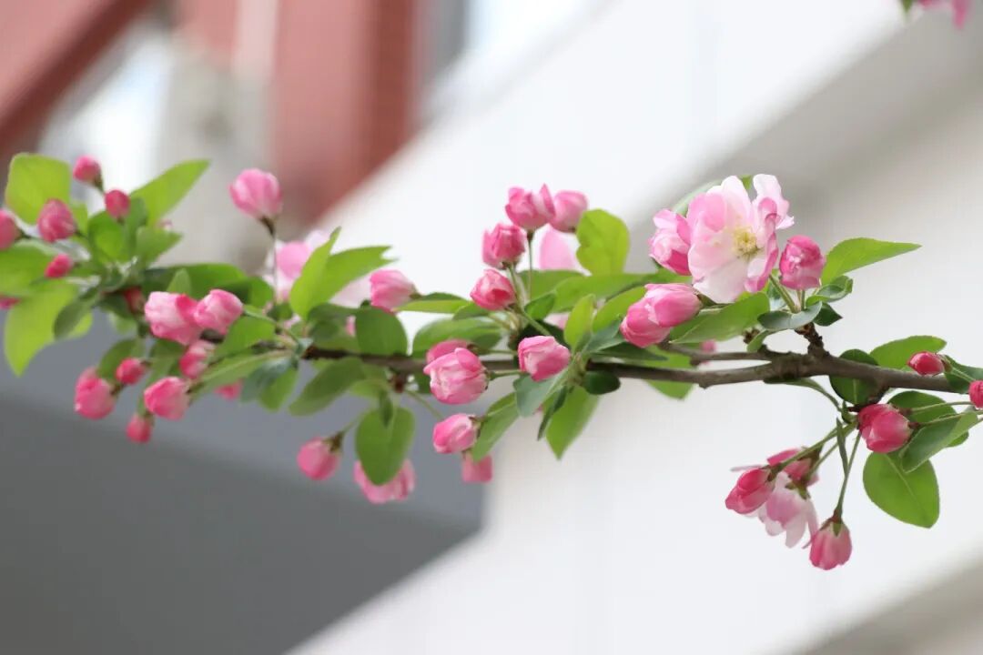 春已至,花已开丨赴一场校园的温柔之约