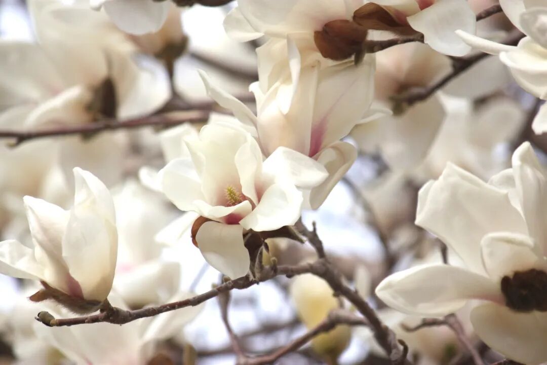 春已至,花已开丨赴一场校园的温柔之约