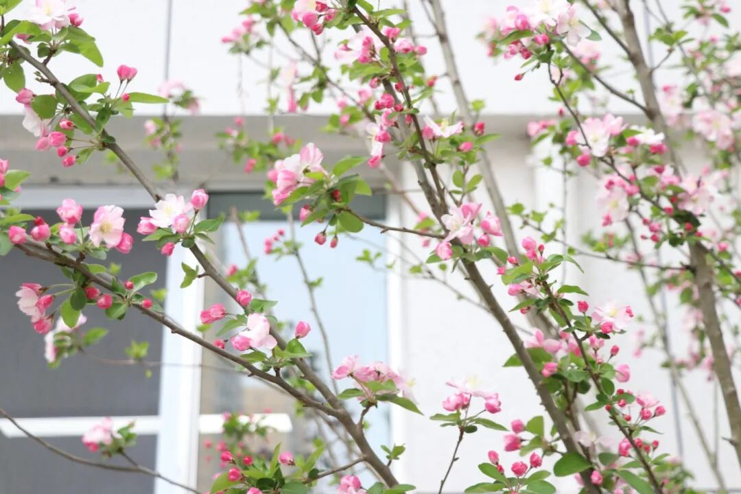 春已至,花已开丨赴一场校园的温柔之约
