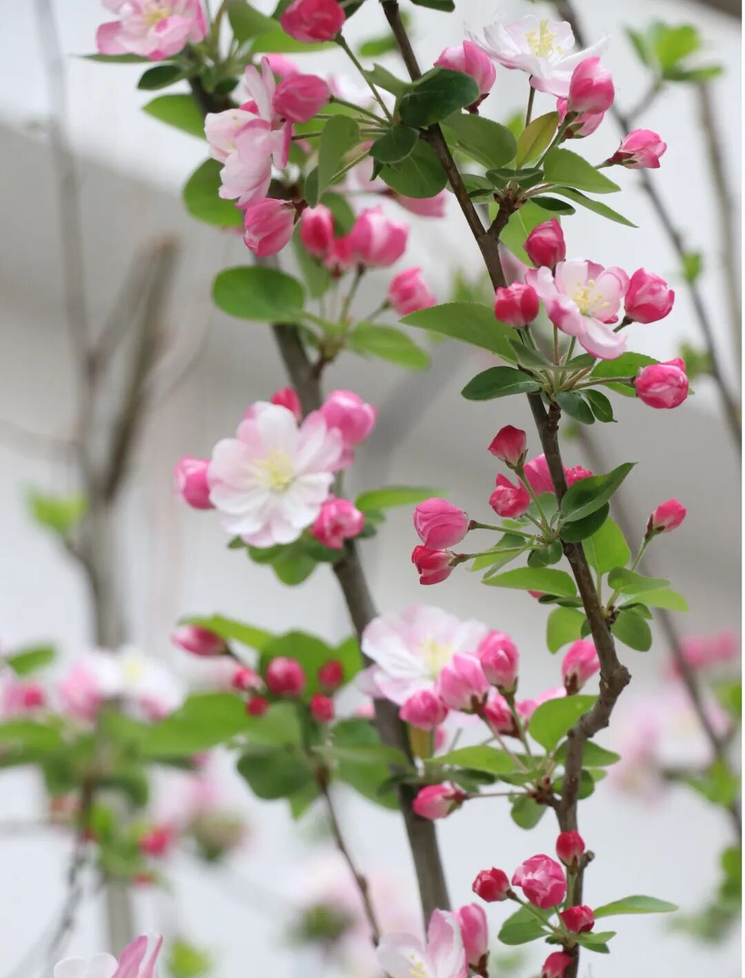春已至,花已开丨赴一场校园的温柔之约
